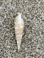 Bittiinae