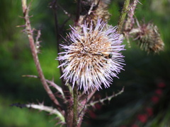 Cirsium lomatolepis