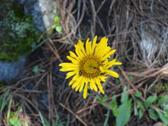 Hymenoxys integrifolia