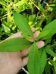Lysimachia terrestris