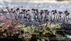 Cribraria cancellata