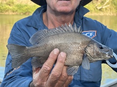 Hephaestus fuliginosus