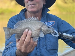 Hephaestus fuliginosus