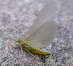 Ephemerella invaria