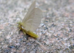 Ephemerella invaria