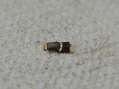 Stigmella apicialbella