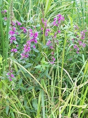 Lythrum salicaria