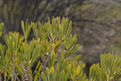 Melaleuca blepharosperma