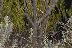 Melaleuca blepharosperma