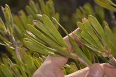 Melaleuca blepharosperma