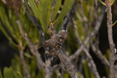 Melaleuca blepharosperma
