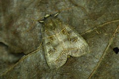 Ipimorpha subtusa