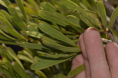 Melaleuca blepharosperma