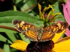 Phyciodes tharos