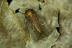 Lenisa geminipuncta