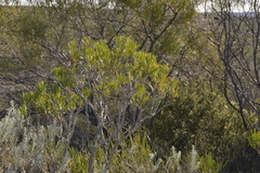 Melaleuca blepharosperma