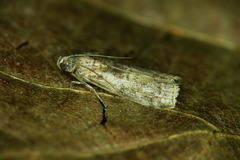 Sciota adelphella