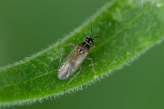 Dicyphus globulifer