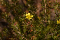 Hibbertia desmophylla