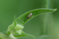 Dicyphus globulifer
