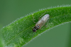 Dicyphus globulifer