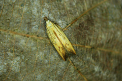 Brachmia blandella