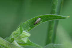 Dicyphus globulifer