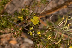 Hibbertia desmophylla