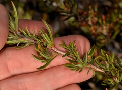 Hibbertia desmophylla