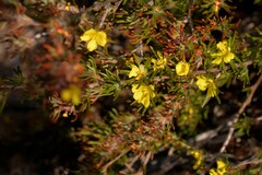 Hibbertia desmophylla