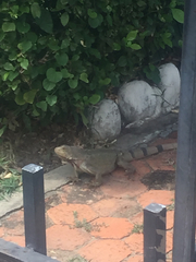 Iguana iguana