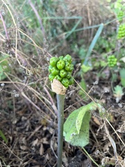 Arum cylindraceum