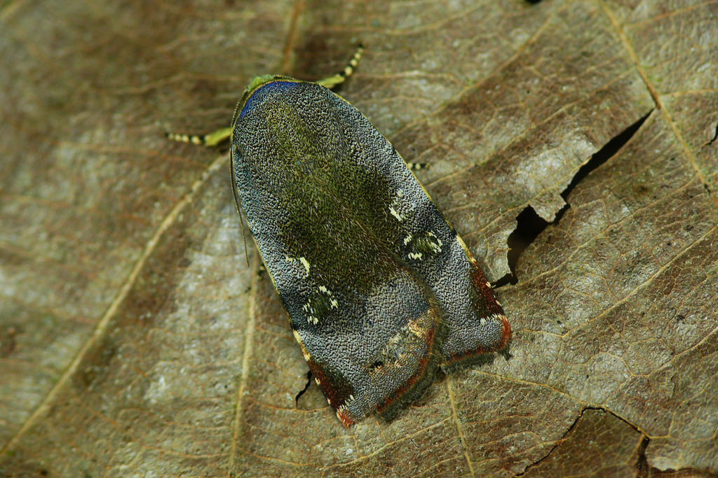 Lesser Broad-bordered Yellow Underwing