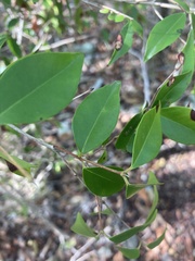 Eugenia biflora