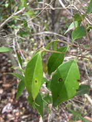 Eugenia biflora