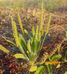 Plantago cunninghamii