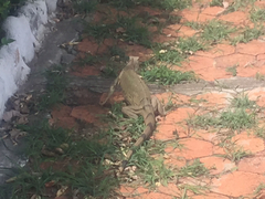 Iguana iguana