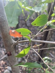 Eugenia biflora