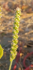 Plantago cunninghamii