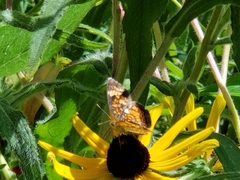 Phyciodes tharos