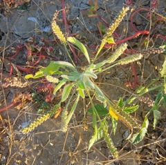 Plantago cunninghamii