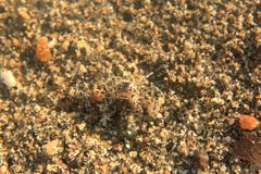 Ocypode occidentalis