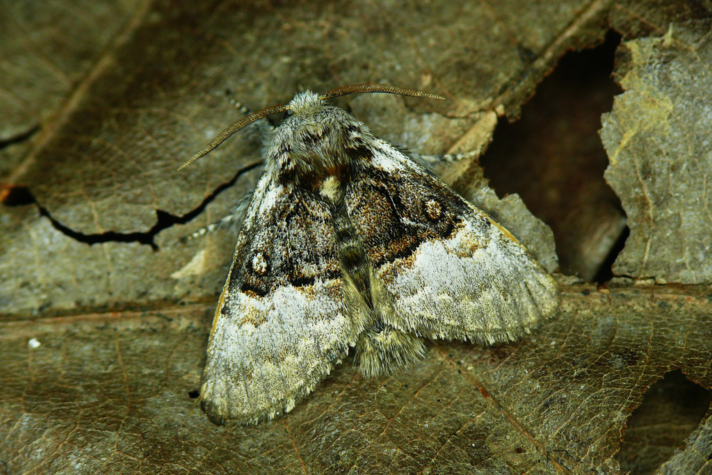 Nut-Tree Tussock