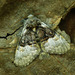 Colocasia coryli - Photo (c) Michał Brzeziński,  זכויות יוצרים חלקיות (CC BY-NC), הועלה על ידי Michał Brzeziński