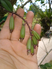 Rodriguezia lanceolata