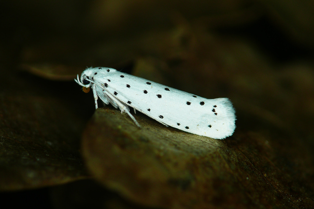 Spindle Ermine Moth, photo 1 of 8