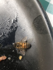 Apis mellifera