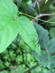 Toxorhynchites rutilus