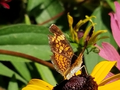Phyciodes tharos