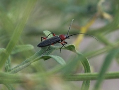 Stenosphenus sobrius